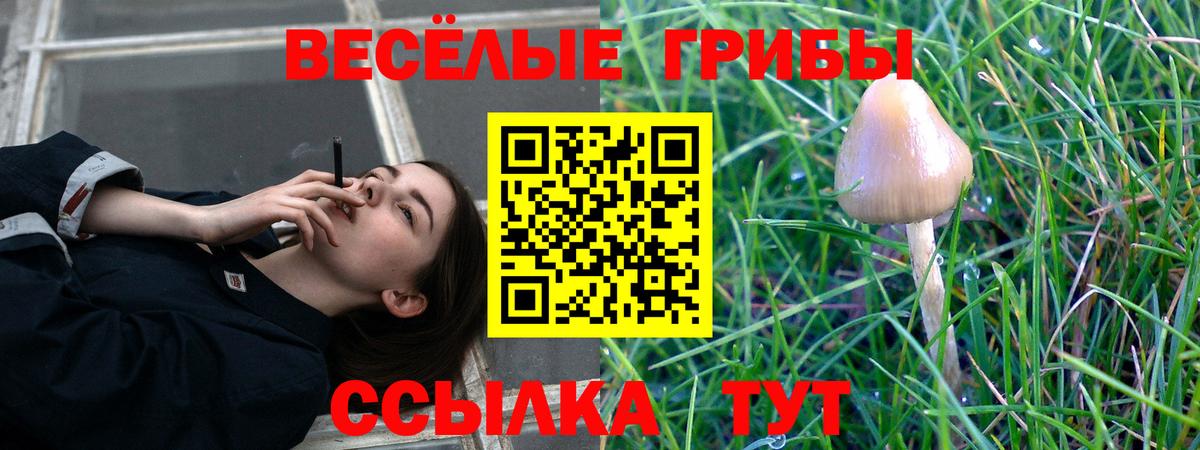 Псилоцибиновые грибы прущие грибы  магазин продажи наркотиков  Камышин  Вход с VPN 